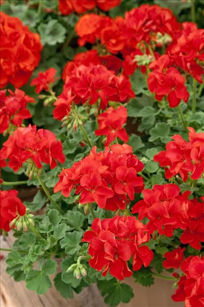 Pelargonium Fusion™ Flame