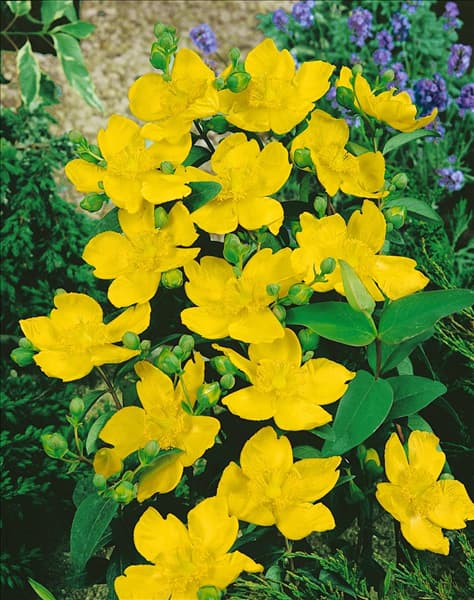 HYPERICUM PATULUM HIDCOTE/DETAIL