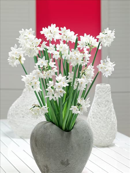 Narcissus papyraceus Paperwhite in Vase