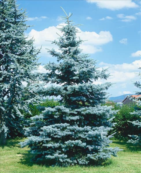 PICEA PUNGENS KOSTER