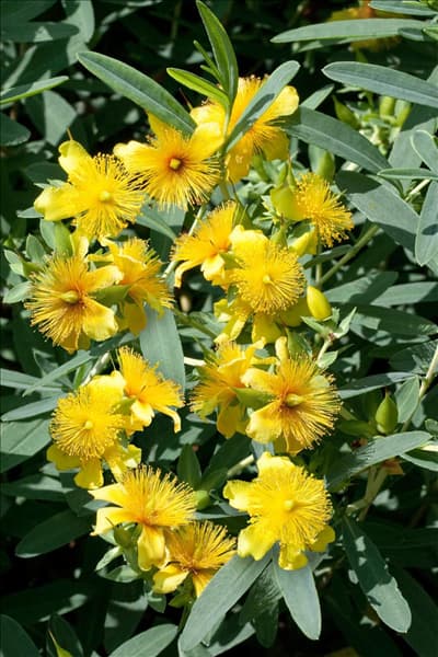 Hypericum patulum Sungold