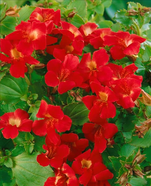 Mimulus x hybrida 'Bonfire Red'