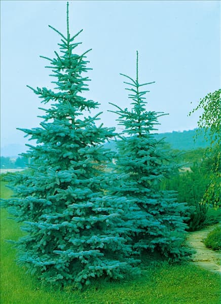 PICEA PUNGENS KOSTER