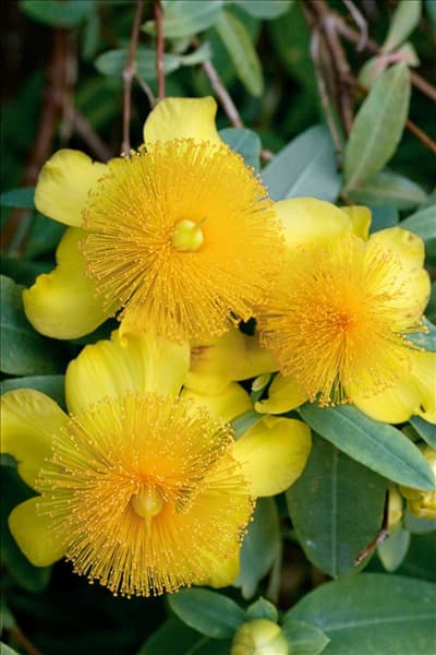 Hypericum patulum Sungold