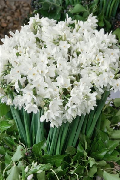 Narcissus papyraceus Ziva Paperwhite