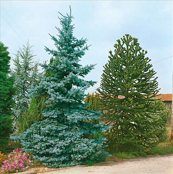 PICEA PUNGENS KOSTER