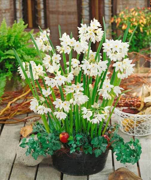 Narcissus papyraceus Paperwhite