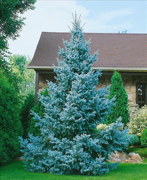 PICEA PUNGENS KOSTER