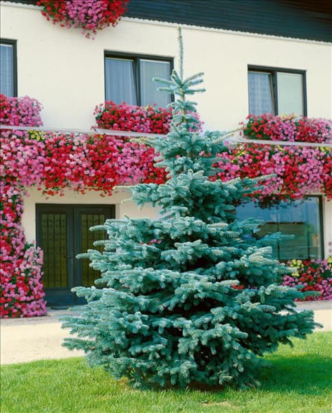 PICEA PUNGENS KOSTER