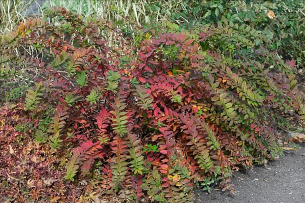 Hypericum patulum