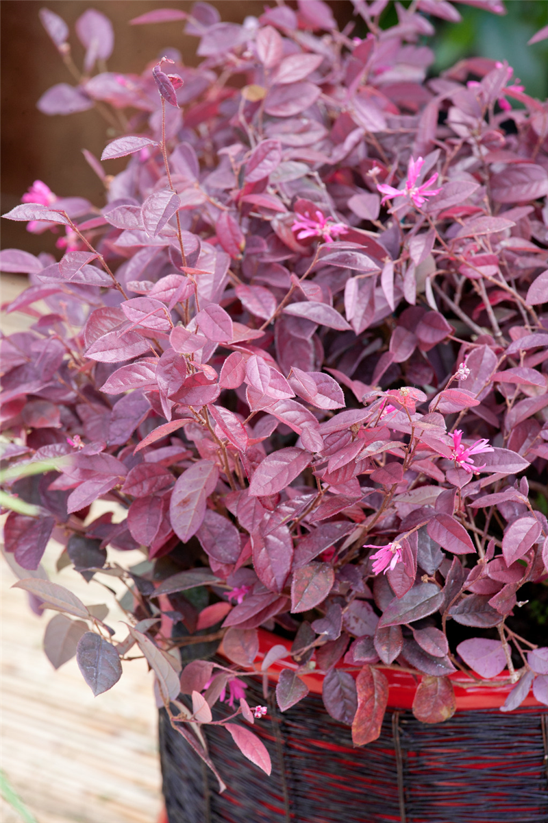 Loropetalum chinense Fire Dance