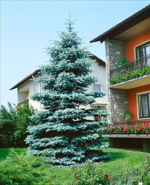 PICEA PUNGENS KOSTER