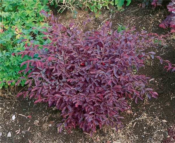 Loropetalum chinense Firedance