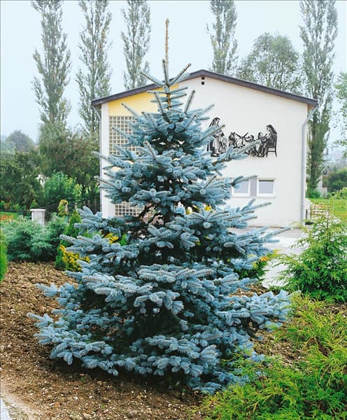 PICEA PUNGENS KOSTER
