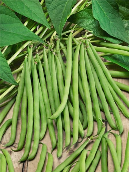 Phaseolus vulgaris var. nanus Prinzessa