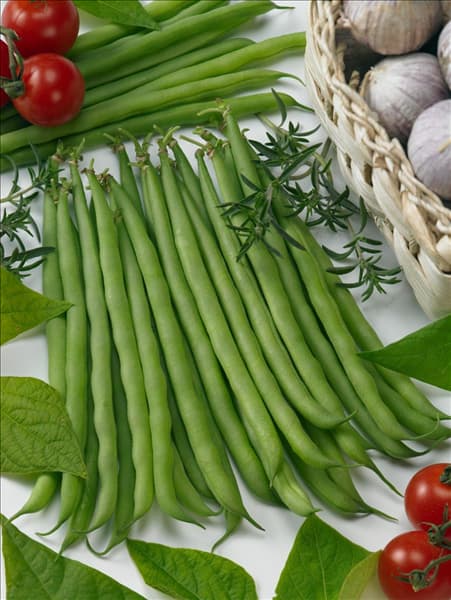 Phaseolus vulgaris var. nanus Prinzessa