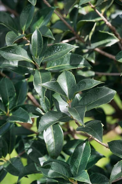 Osmanthus x fortunei