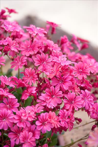 Lewisia cotyledon Ashwood Ruby