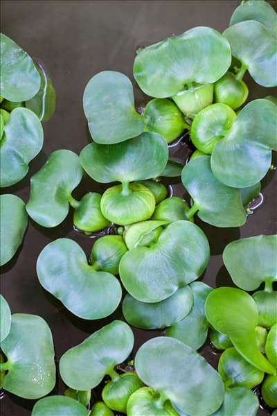 Eichhornia crassipes