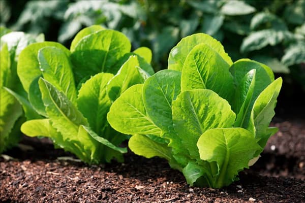 Lactuca sativa var. longifolia