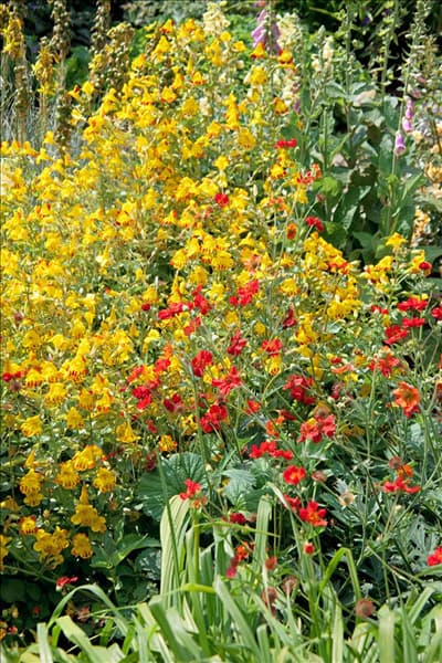 Mimulus Major Bees