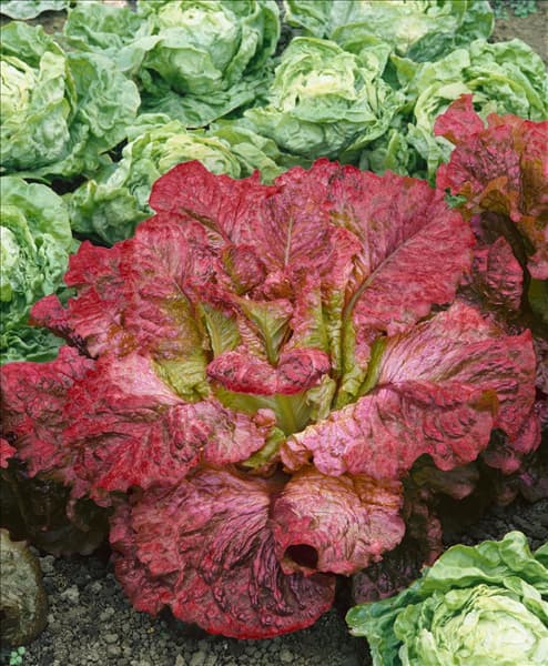 Lactuca sativa var. longifolia Flame