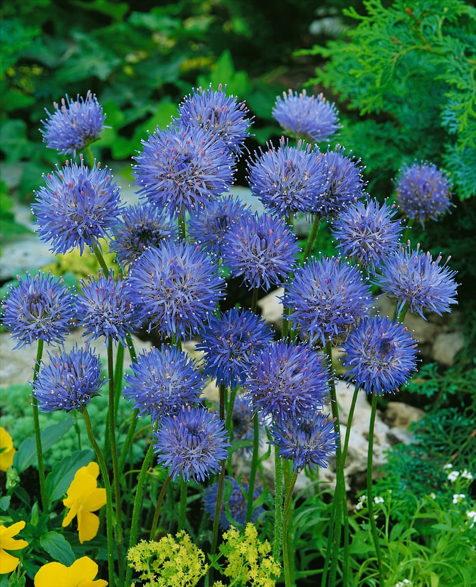 Jasione laevis