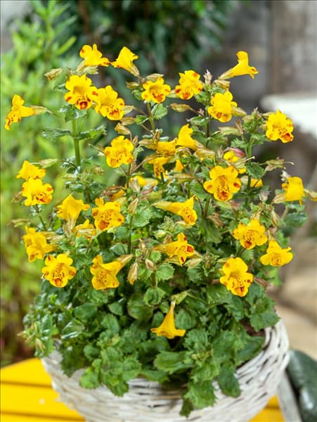 Mimulus Bees Major