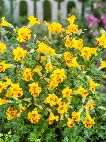Mimulus Bees Major