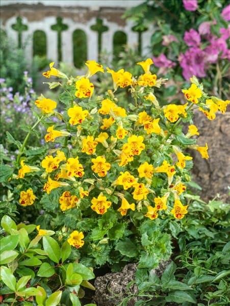 Mimulus Bees Major