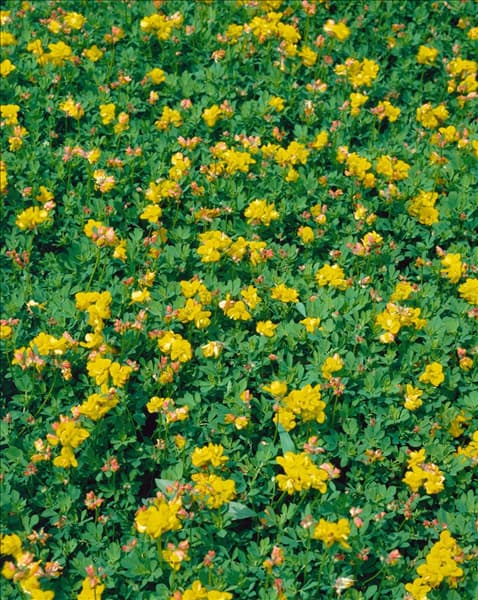 LOTUS CORNICULATUS PLENUS