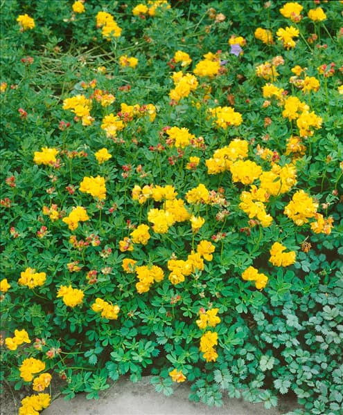 Lotus corniculatus