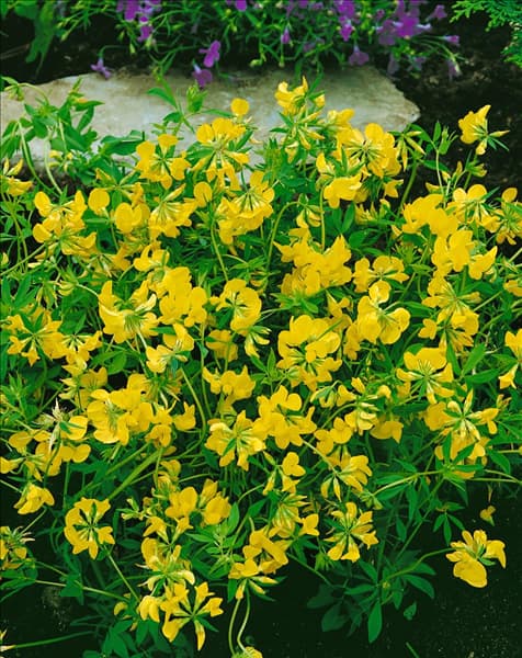 LOTUS CORNICULATUS