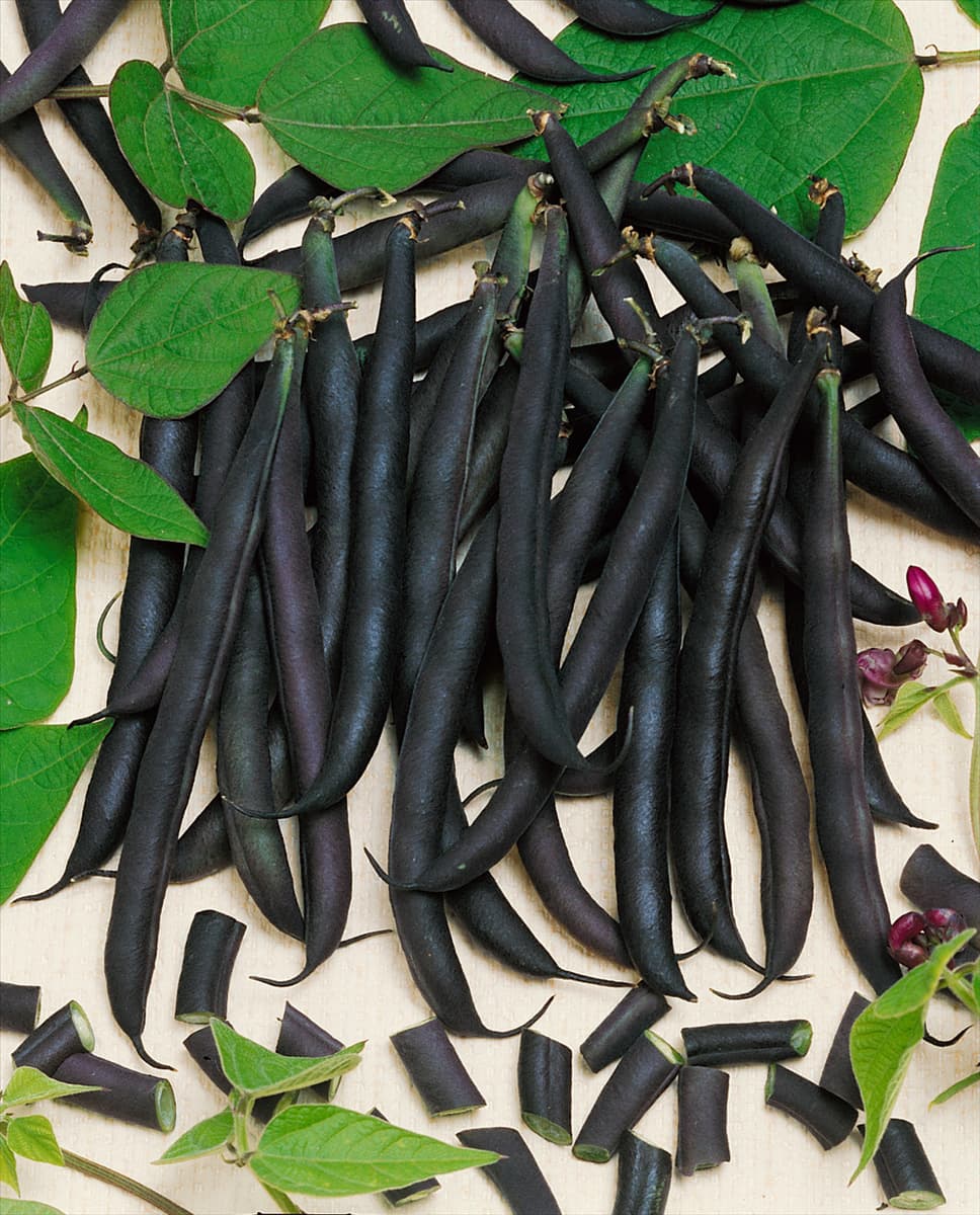 Phaseolus vulgaris var. nanus Purple Teepee