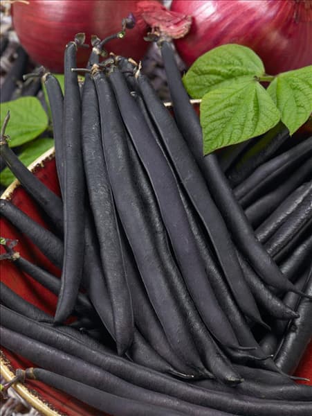 Phaseolus vulgaris var. nanus Purple Teepee