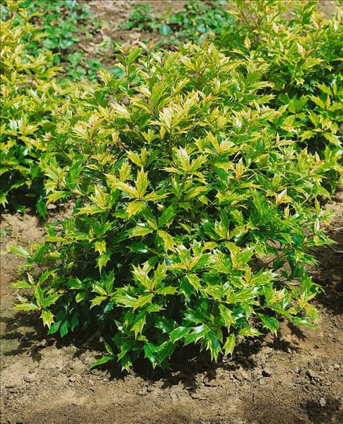 Osmanthus heterophyllus Goshiki