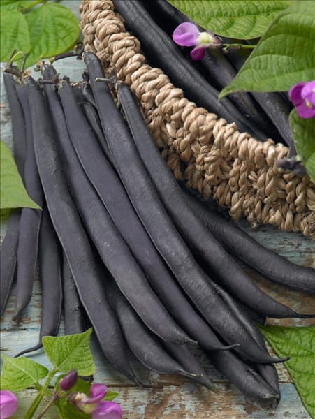 Phaseolus vulgaris var. nanus Purple Teepee