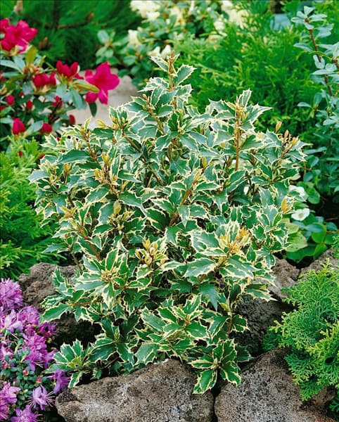 Osmanthus heterophyllus Variegatus