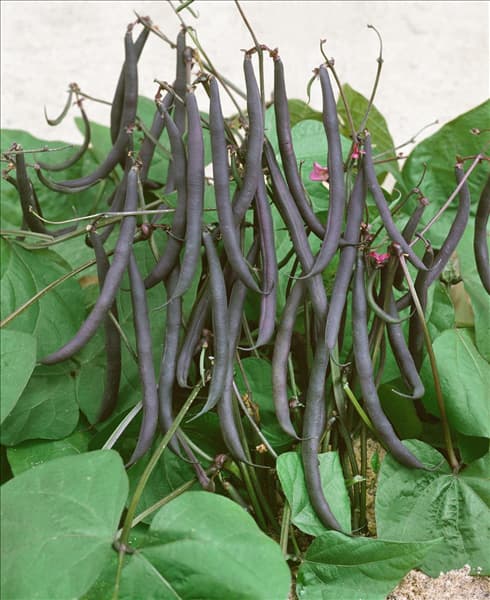 Phaseolus vulgaris var. nanus Purple Teepee
