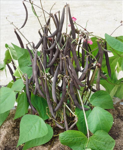 Phaseolus vulgaris var. nanus Purple Teepee