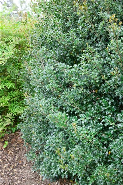 Osmanthus heterophyllus Gulftide