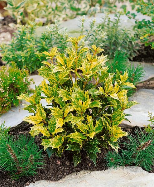 Osmanthus heterophyllus Goshiki