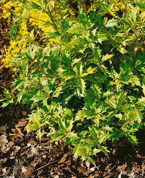 Osmanthus heterophyllus Goshiki