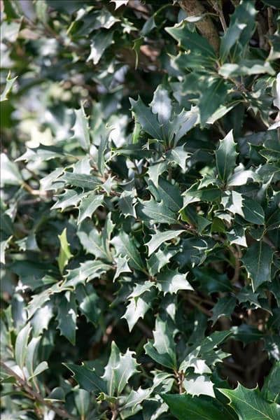 Osmanthus heterophyllus Purpureus