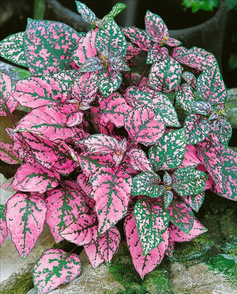 Hypoestes phyllostachya
