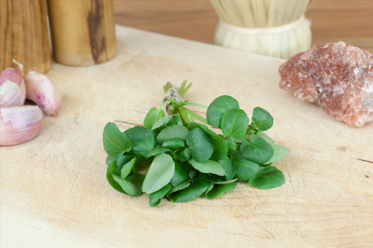 Nasturtium officinale
