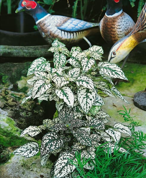 Hypoestes phyllostachya