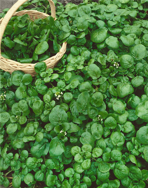 Nasturtium officinale