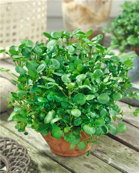 Nasturtium officinale