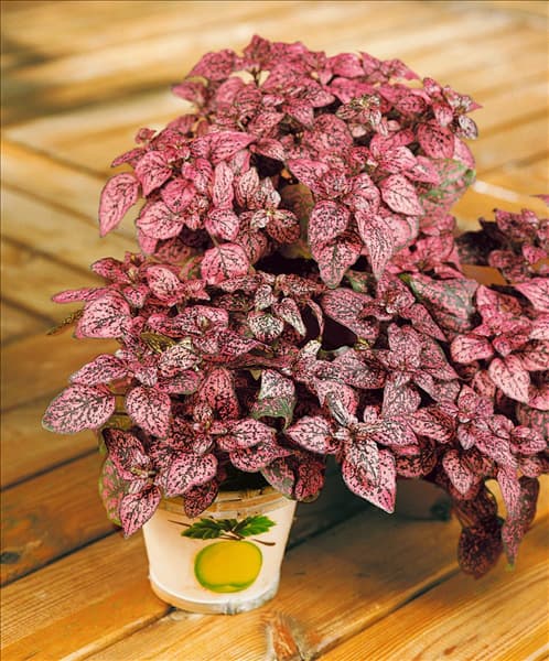 Hypoestes phyllostachya